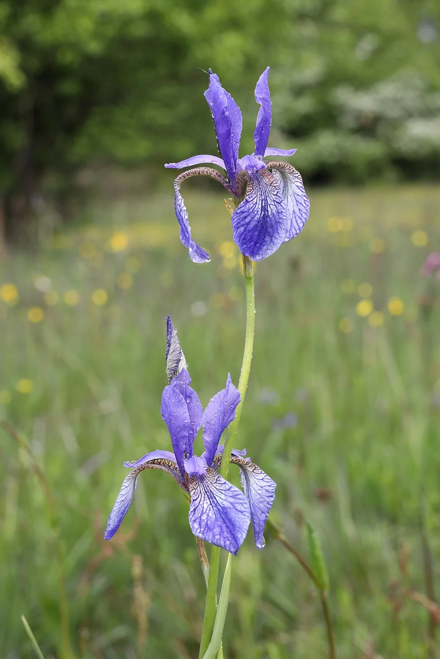 Photographie botanique de fleurs d’iris de Sibérie