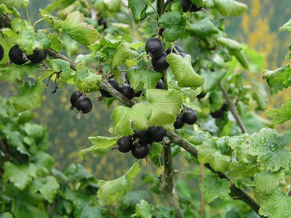 Baies mûres du caseillier josta (Ribes × nidigrolaria)