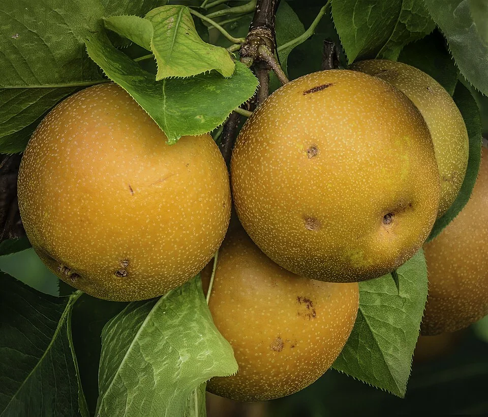 Poires asiatiques nashi (Pyrus pyrifolia) sur l’arbre