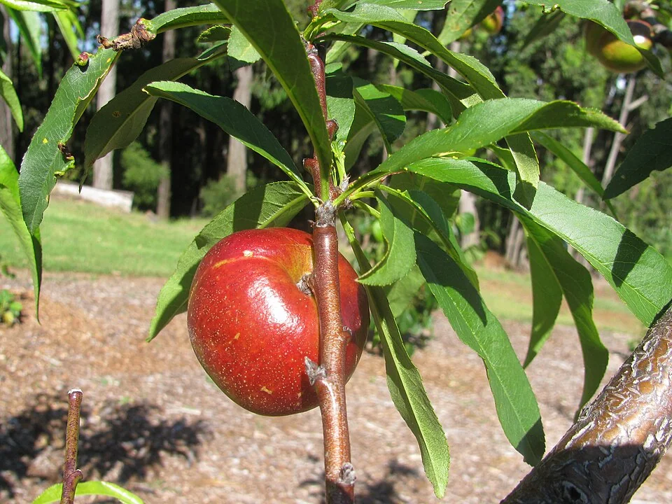 Nectarine Sun Red et feuilles de pêcher à peau lisse (Prunus persica)