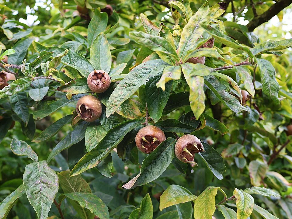 Nèfles (Mespilus germanica) présentes sur un rameau feuillé