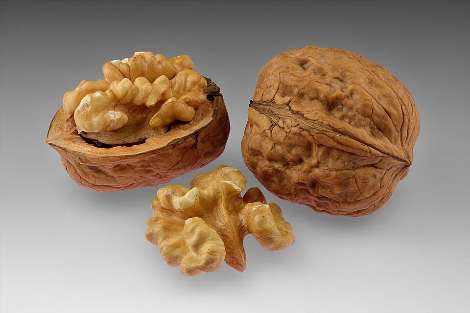 Noix communes (Juglans regia), entières et décortiquées