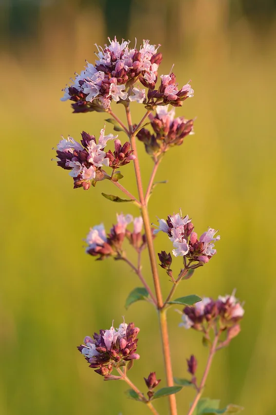 Inflorescences d’origan (Origanum vulgare)