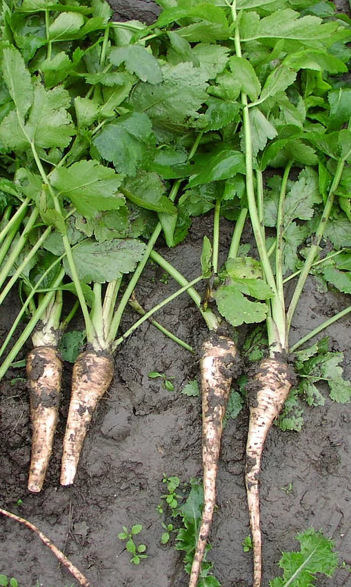 Pied de panais (Pastinaca sativa) récolté, avec sa racine pivotante