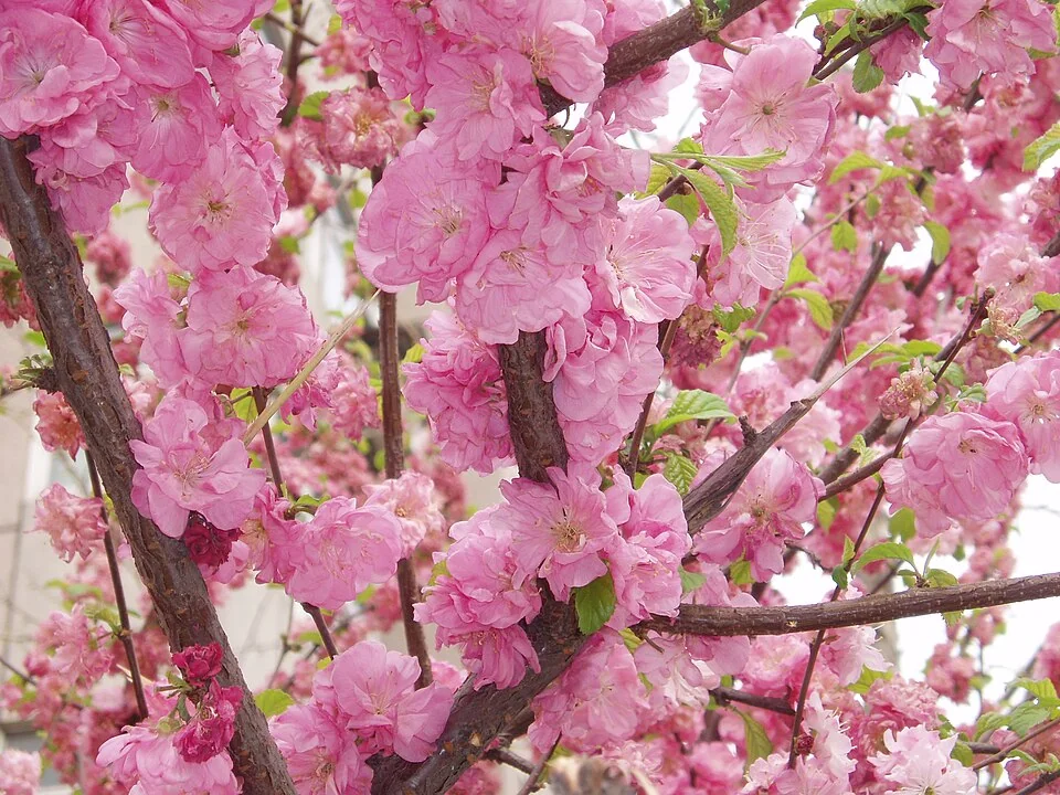 Fleurs roses du pêcher (Prunus persica)