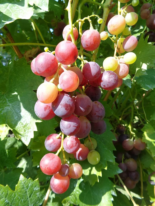 Raisin de table Cardinal (Vitis vinifera), variété cultivée